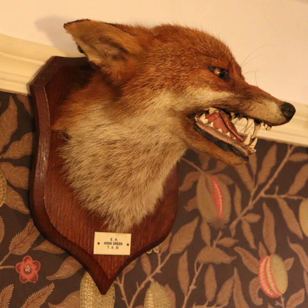 A taxidermy red fox head with an open snarling mouth mounted on a dark oak shield-shaped wooden plaque.