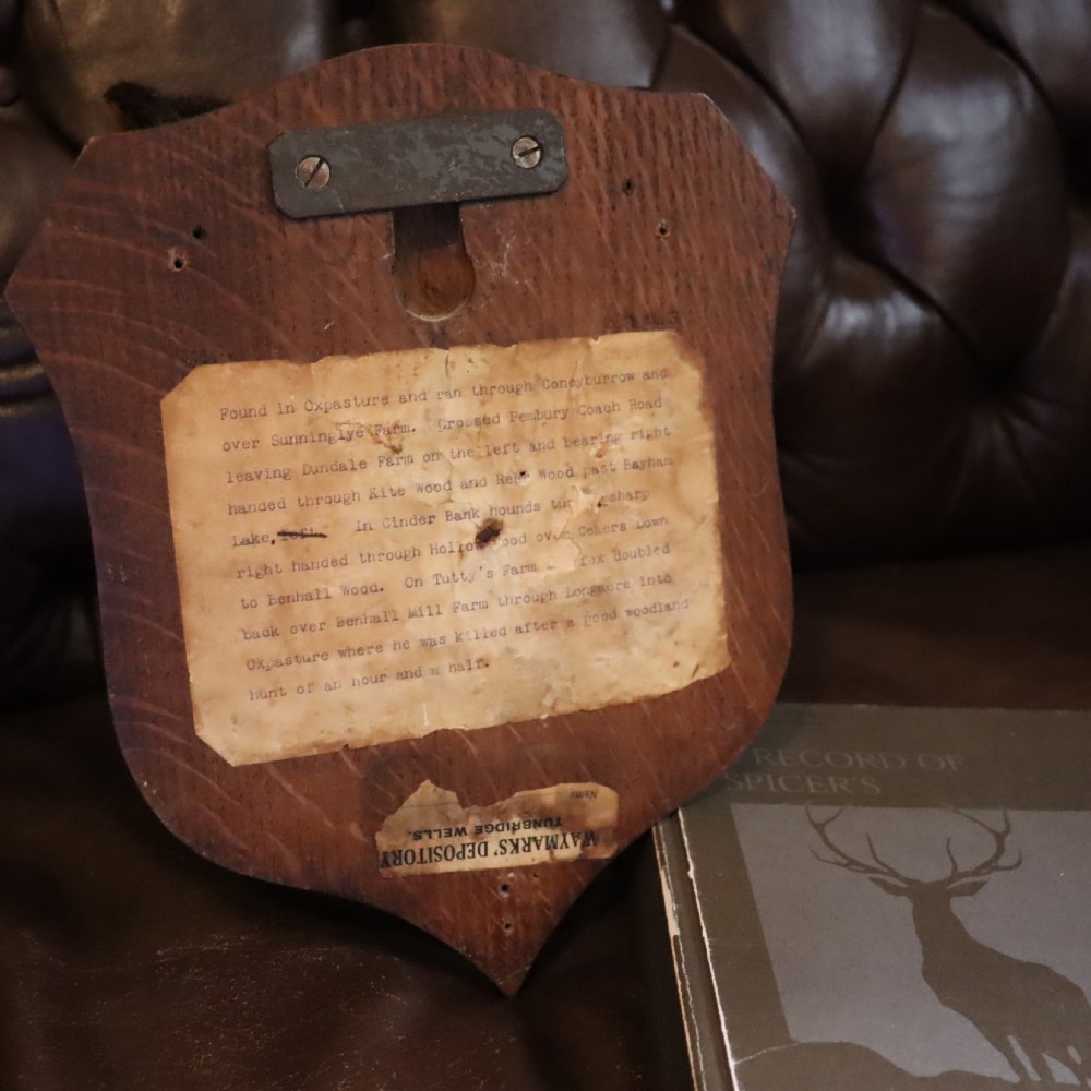 A taxidermy red fox head with an open snarling mouth mounted on a dark oak shield-shaped wooden plaque. View II