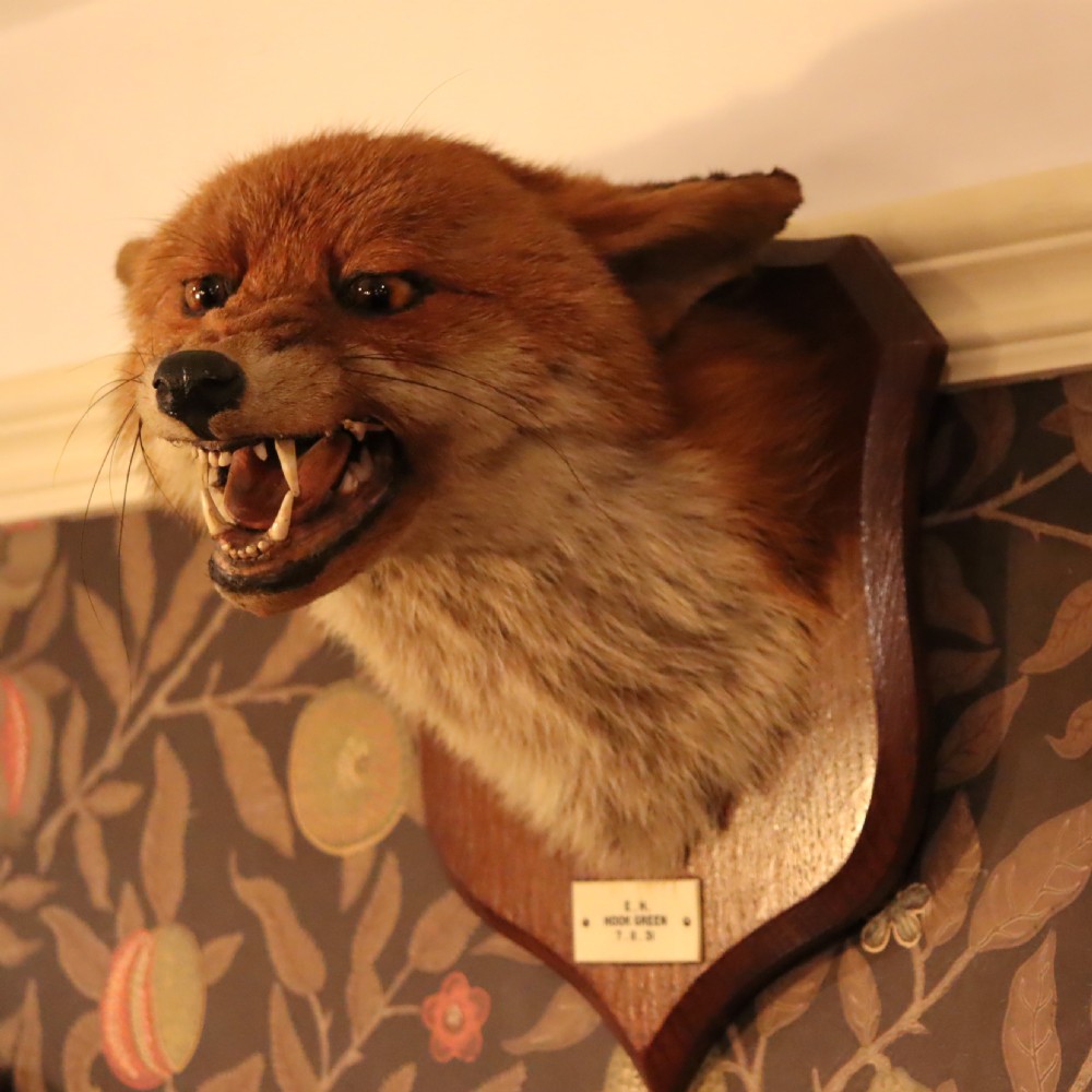 A taxidermy red fox head with an open snarling mouth mounted on a dark oak shield-shaped wooden plaque. View IV