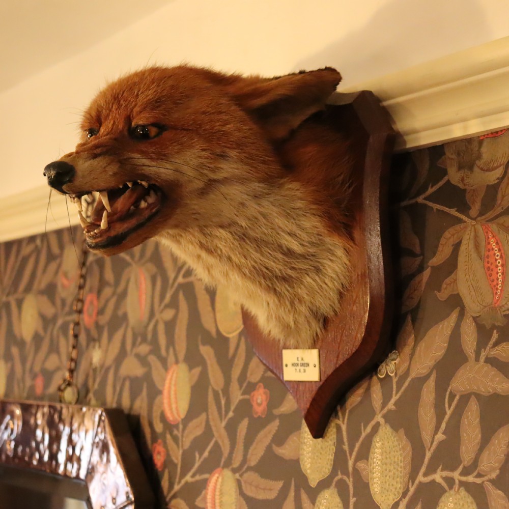A taxidermy red fox head with an open snarling mouth mounted on a dark oak shield-shaped wooden plaque. View V