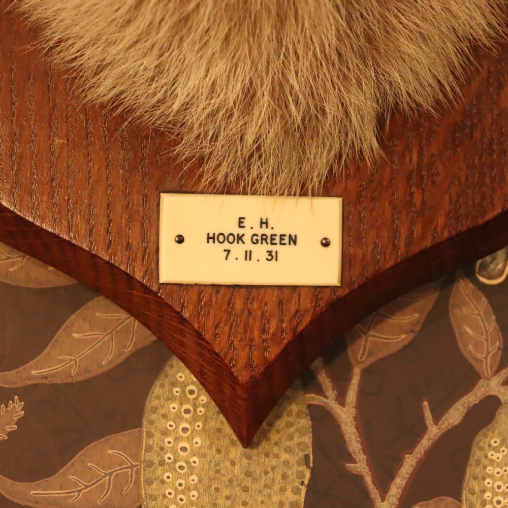 A taxidermy red fox head with an open snarling mouth mounted on a dark oak shield-shaped wooden plaque. View VI