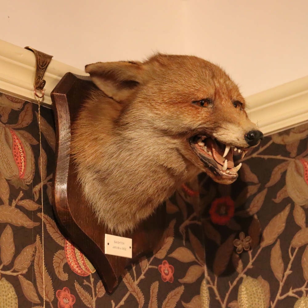 An antique taxidermy fox head mounted on a dark wooden shield plaque with an inscribed white label.