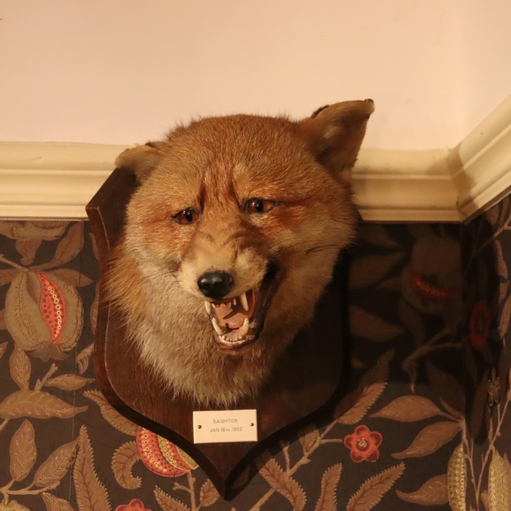 An antique taxidermy fox head mounted on a dark wooden shield plaque with an inscribed white label. View II