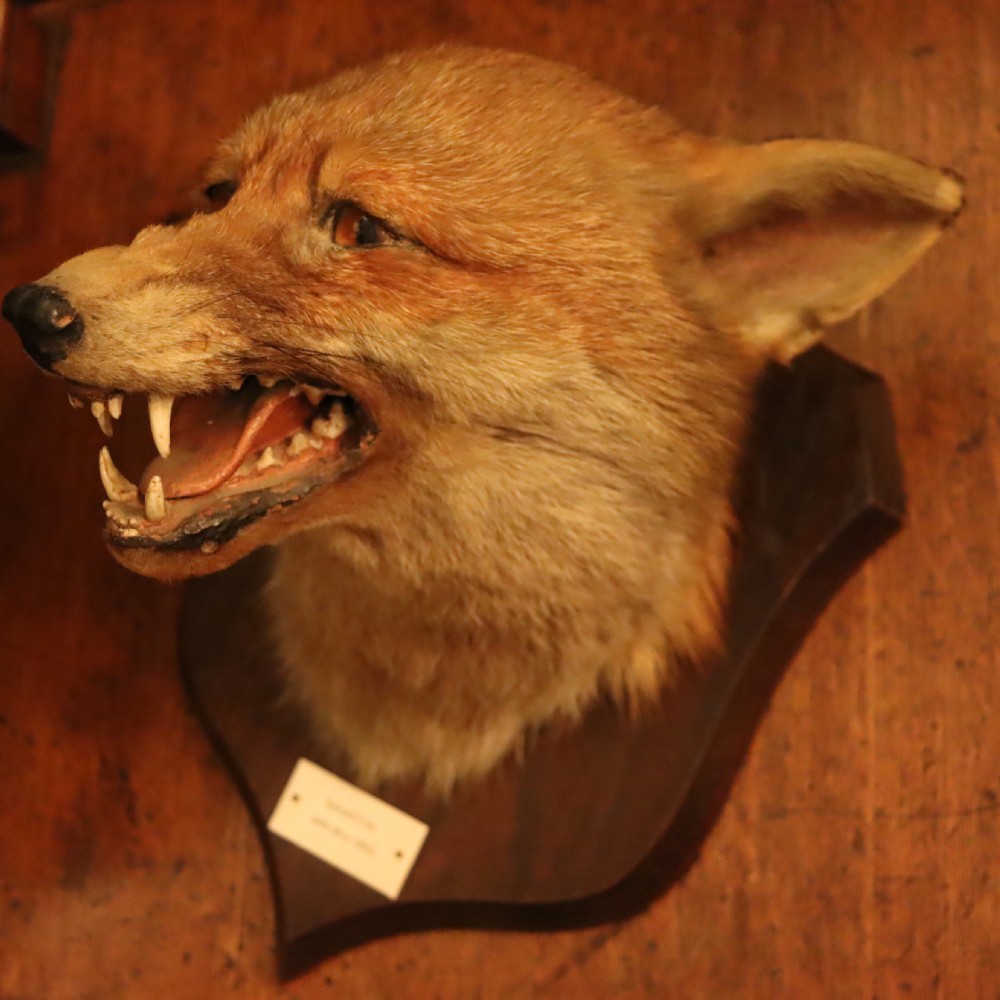 An antique taxidermy fox head mounted on a dark wooden shield plaque with an inscribed white label. View V
