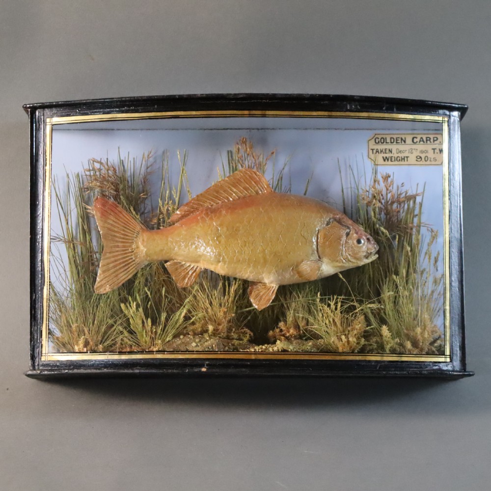 An Edwardian cased taxidermy golden carp presented amongst dried reeds inside a bowed glass case with ebonised wooden framing and gold border detailing.