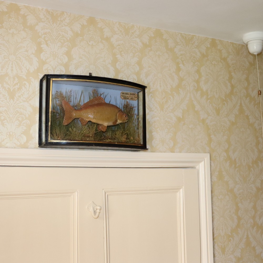 An Edwardian cased taxidermy golden carp presented amongst dried reeds inside a bowed glass case with ebonised wooden framing and gold border detailing. View II