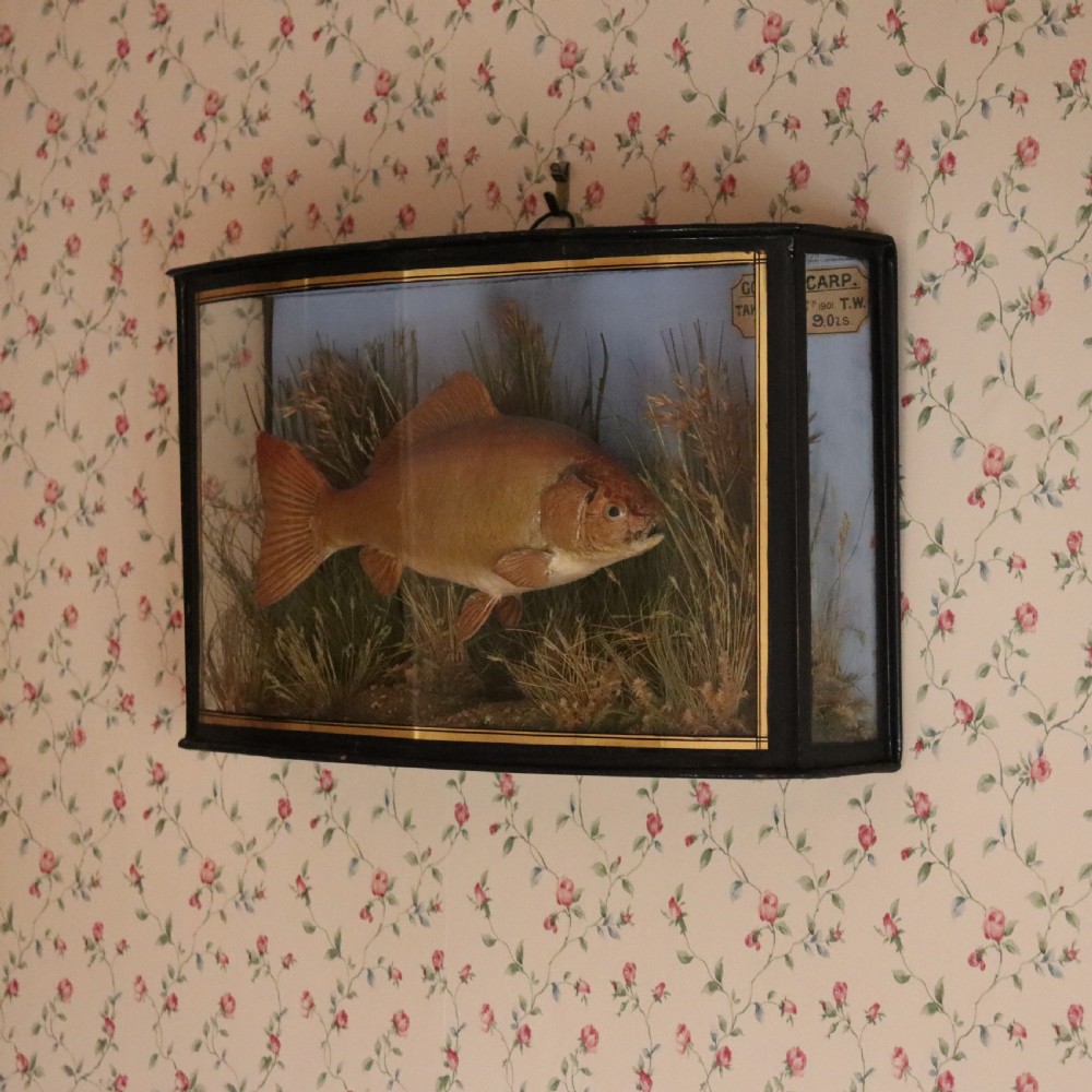 An Edwardian cased taxidermy golden carp presented amongst dried reeds inside a bowed glass case with ebonised wooden framing and gold border detailing. View IV