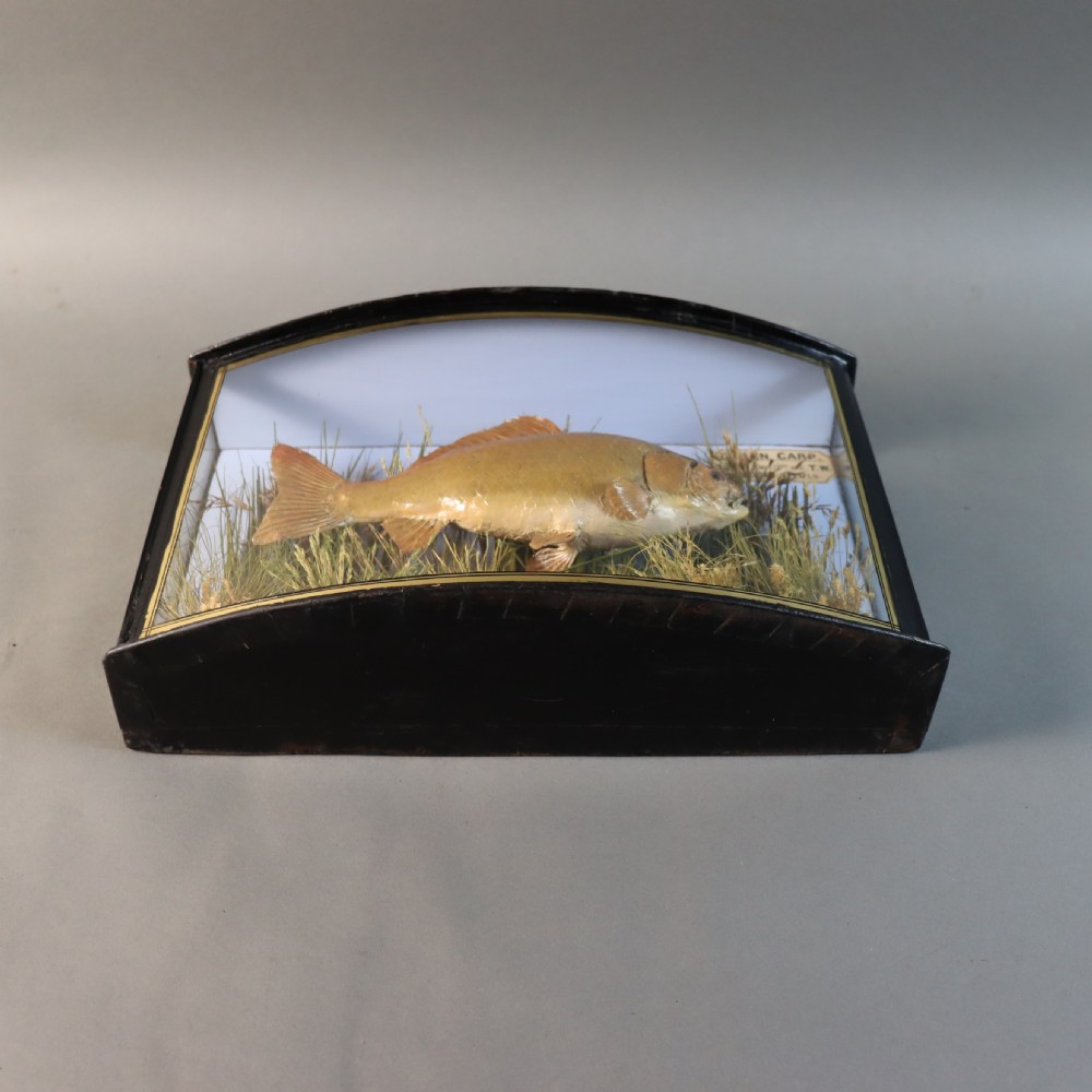 An Edwardian cased taxidermy golden carp presented amongst dried reeds inside a bowed glass case with ebonised wooden framing and gold border detailing. View VI