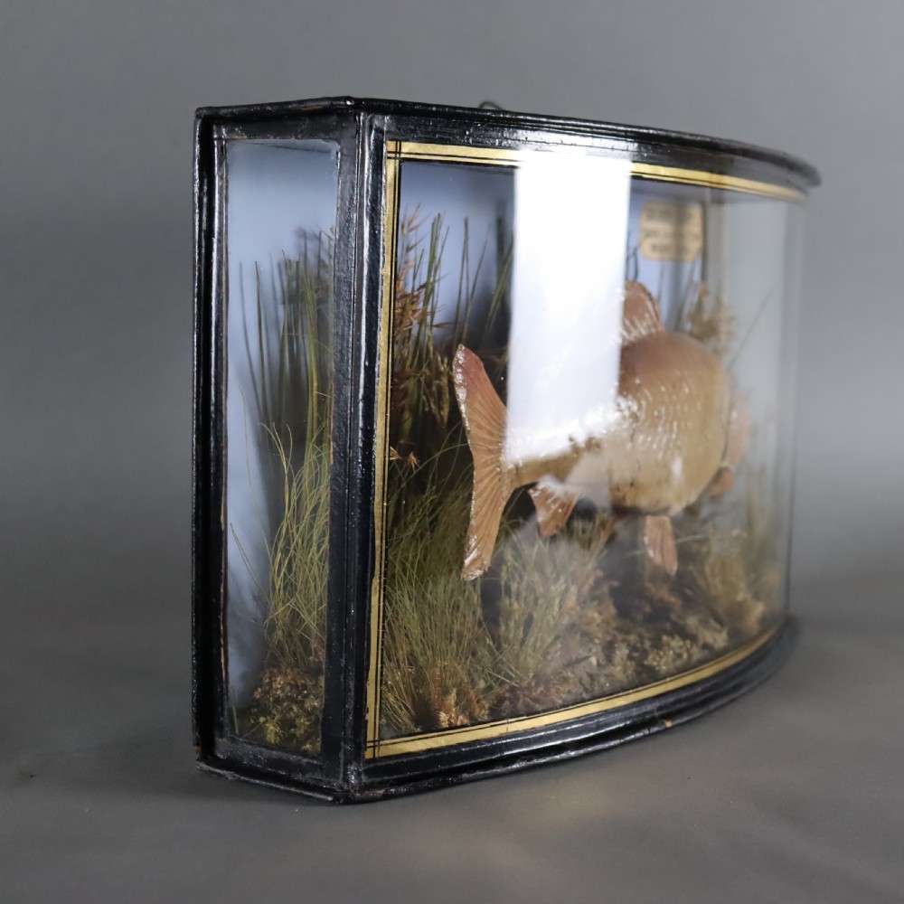 An Edwardian cased taxidermy golden carp presented amongst dried reeds inside a bowed glass case with ebonised wooden framing and gold border detailing. View VII