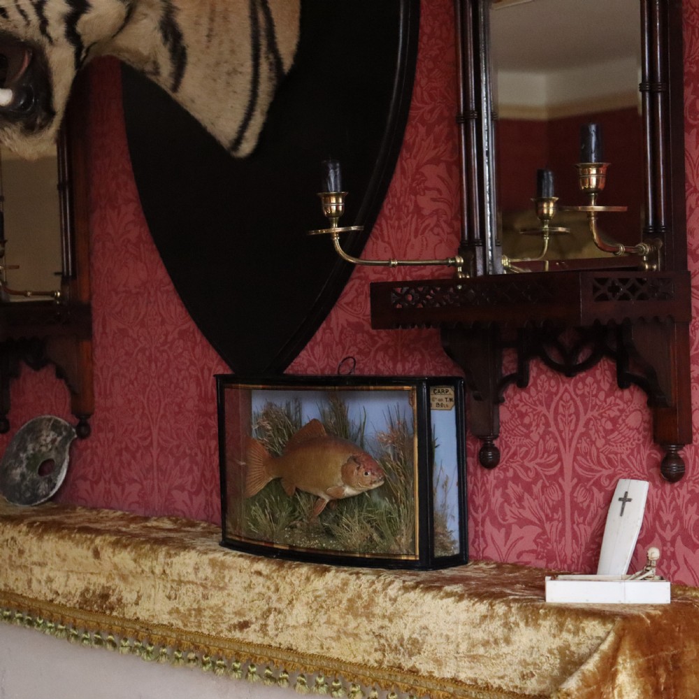 An Edwardian cased taxidermy golden carp presented amongst dried reeds inside a bowed glass case with ebonised wooden framing and gold border detailing. View VIII