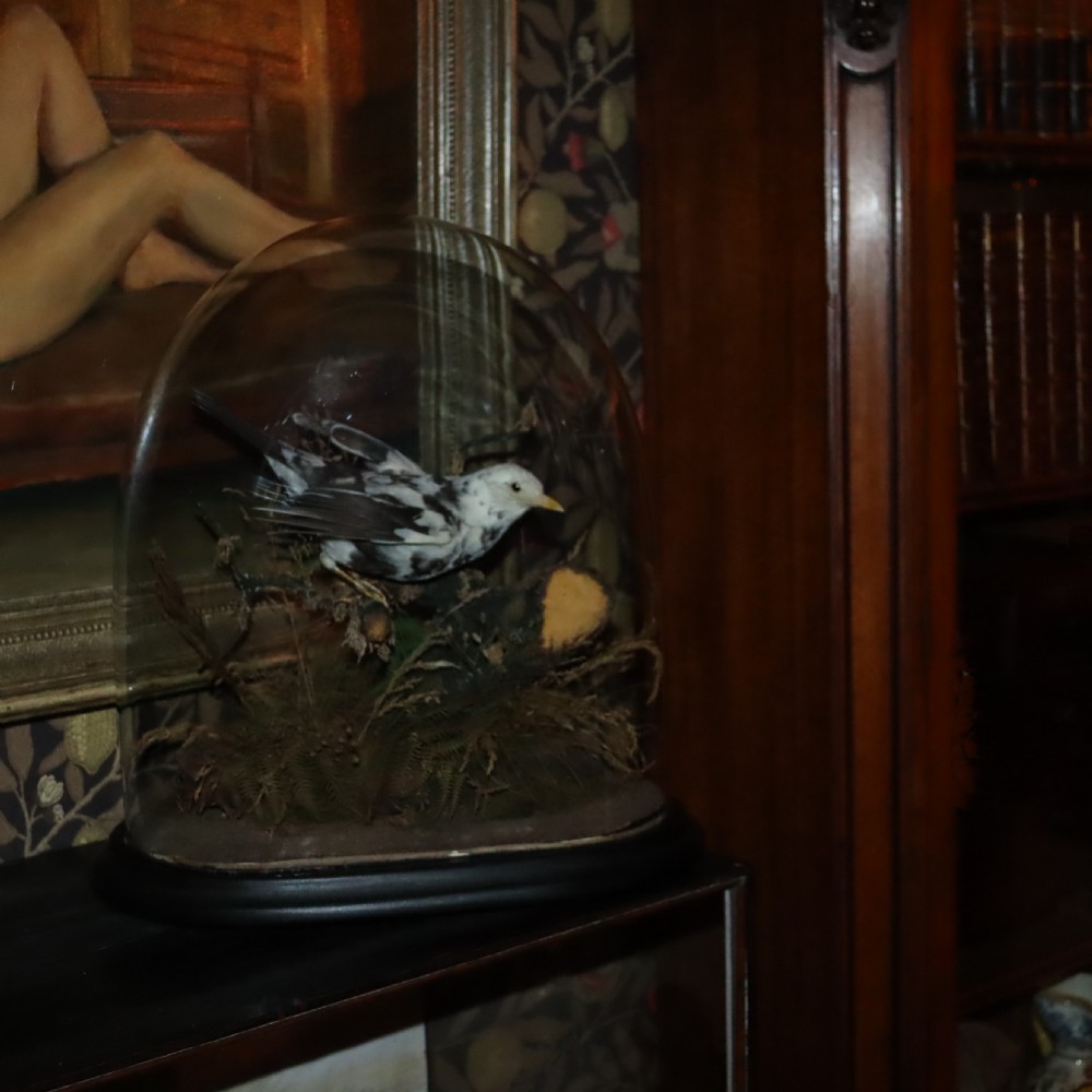 Taxidermy – Victorian stuffed Pied Blackbird  View V