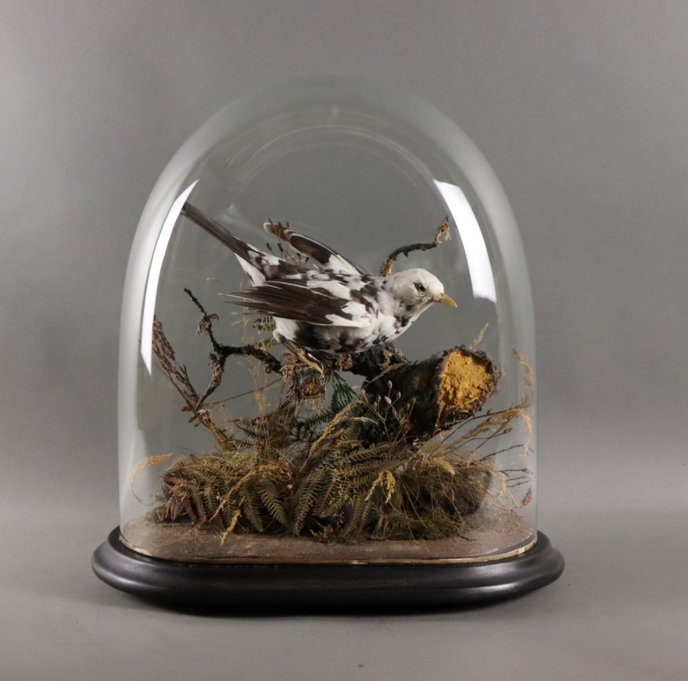 Taxidermy – Victorian stuffed Pied Blackbird  View II