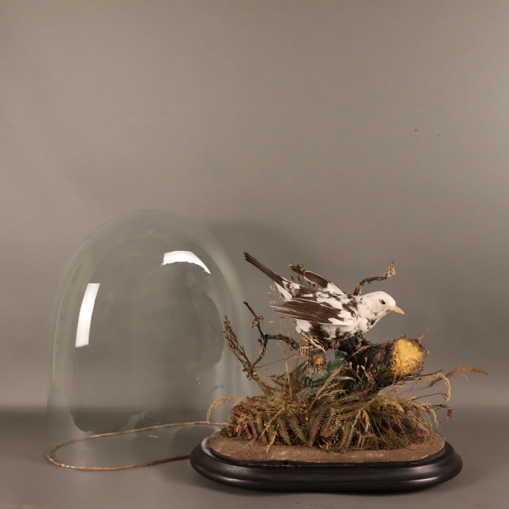 Taxidermy – Victorian stuffed Pied Blackbird  View III