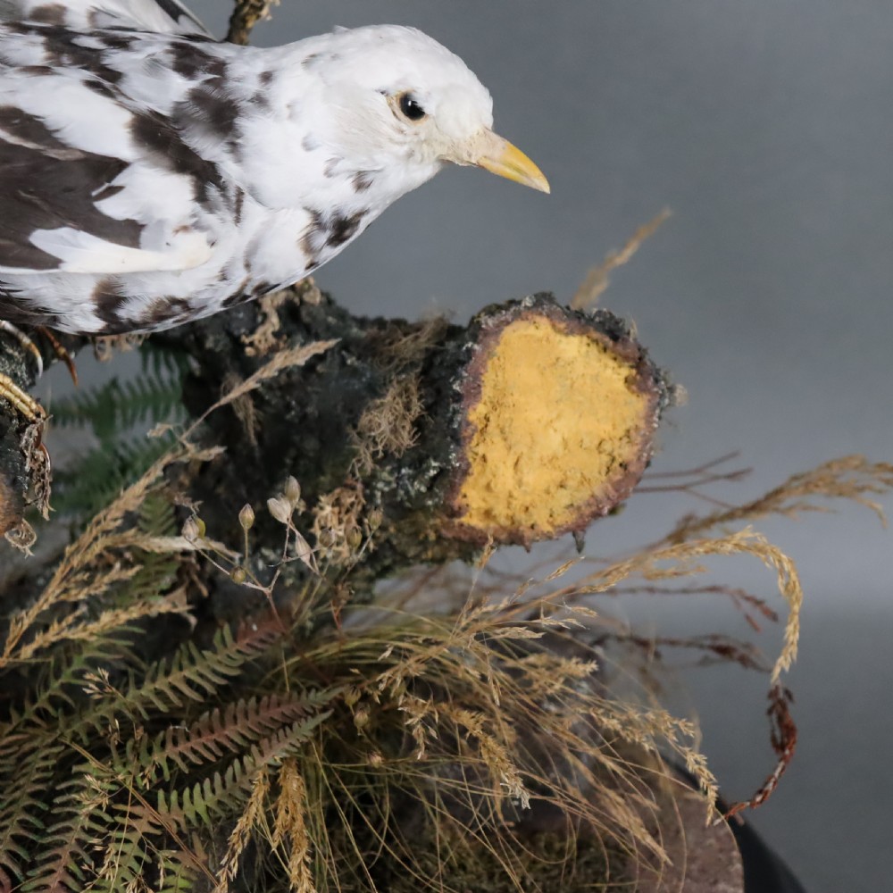 Taxidermy – Victorian stuffed Pied Blackbird  View IV