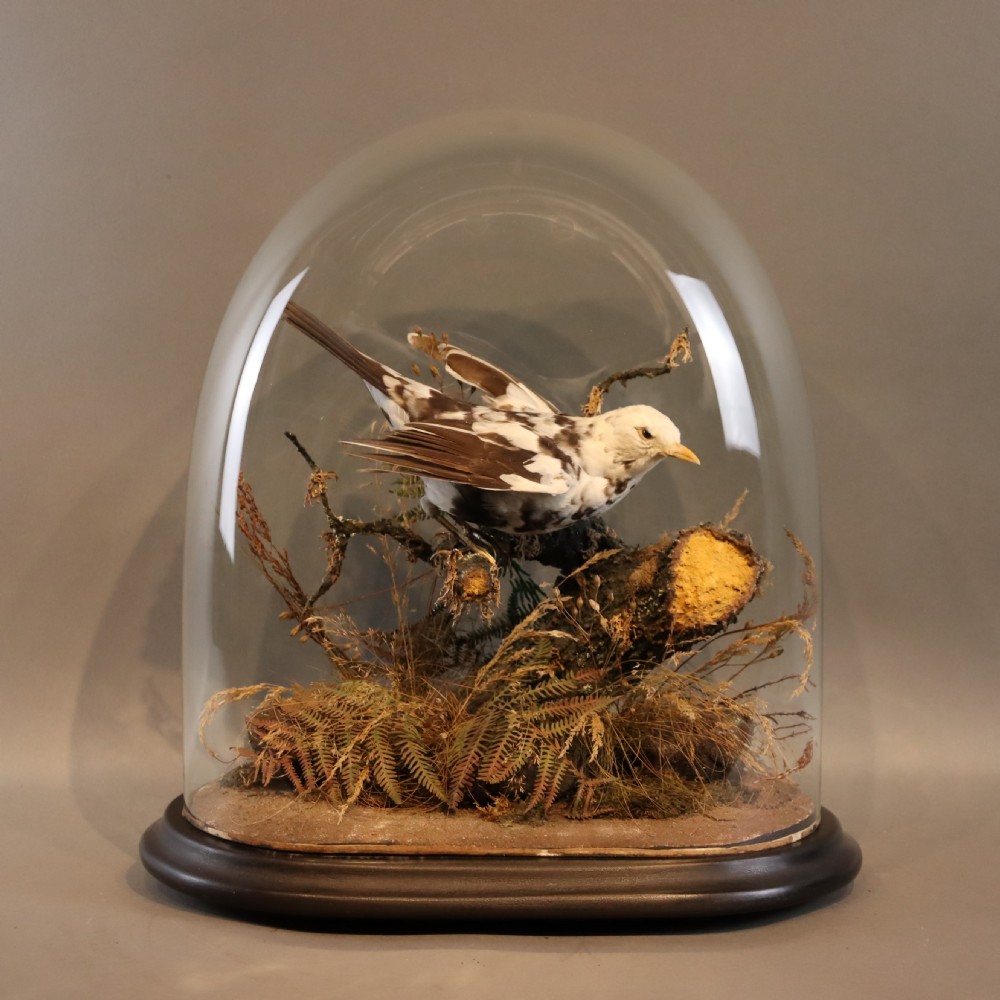 Taxidermy – Victorian stuffed Pied Blackbird 