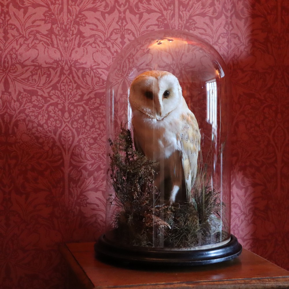 Taxidermy – Victorian stuffed Barn owl  View IV