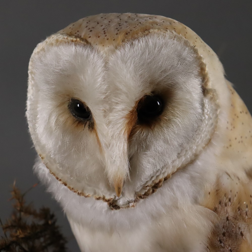 Taxidermy – Victorian stuffed Barn owl  View II
