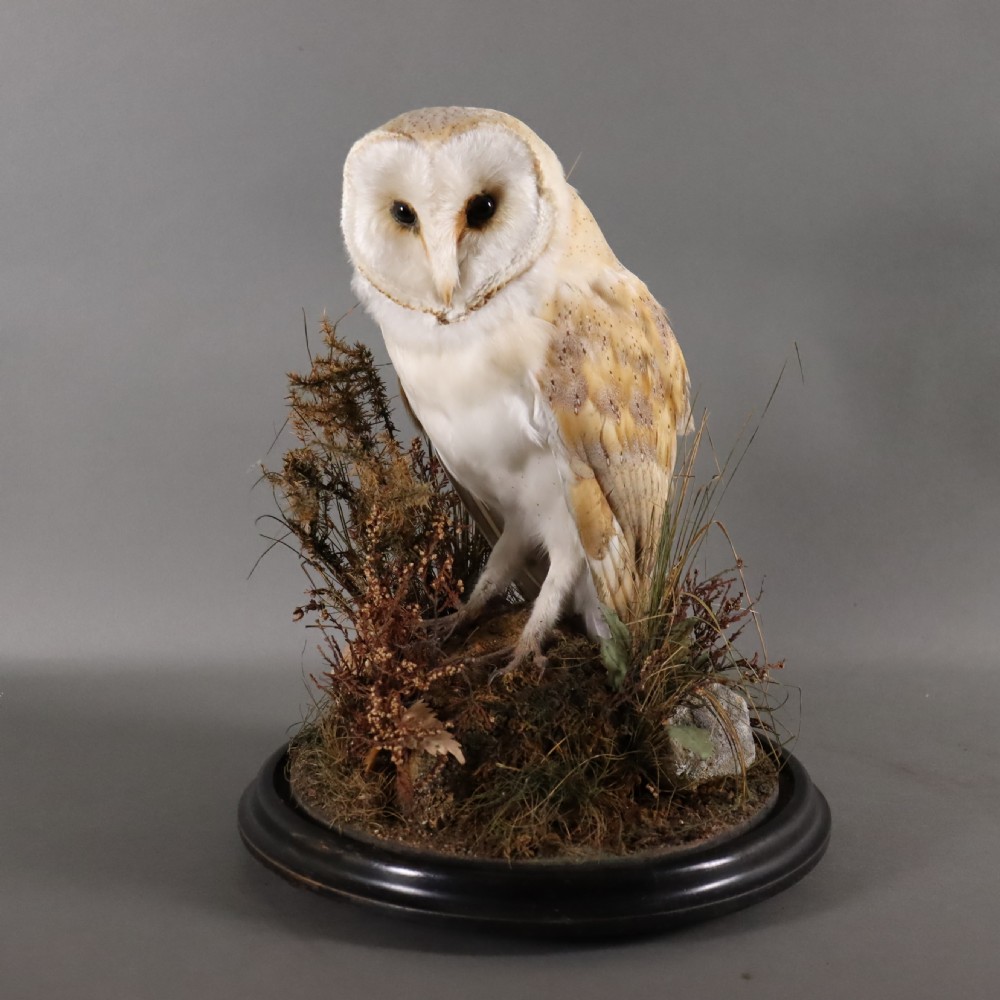 Taxidermy – Victorian stuffed Barn owl  View III