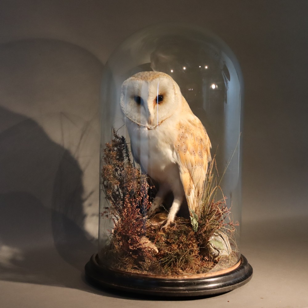 Taxidermy – Victorian stuffed Barn owl 