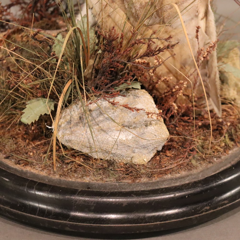 Taxidermy – Victorian stuffed Barn owl  View V