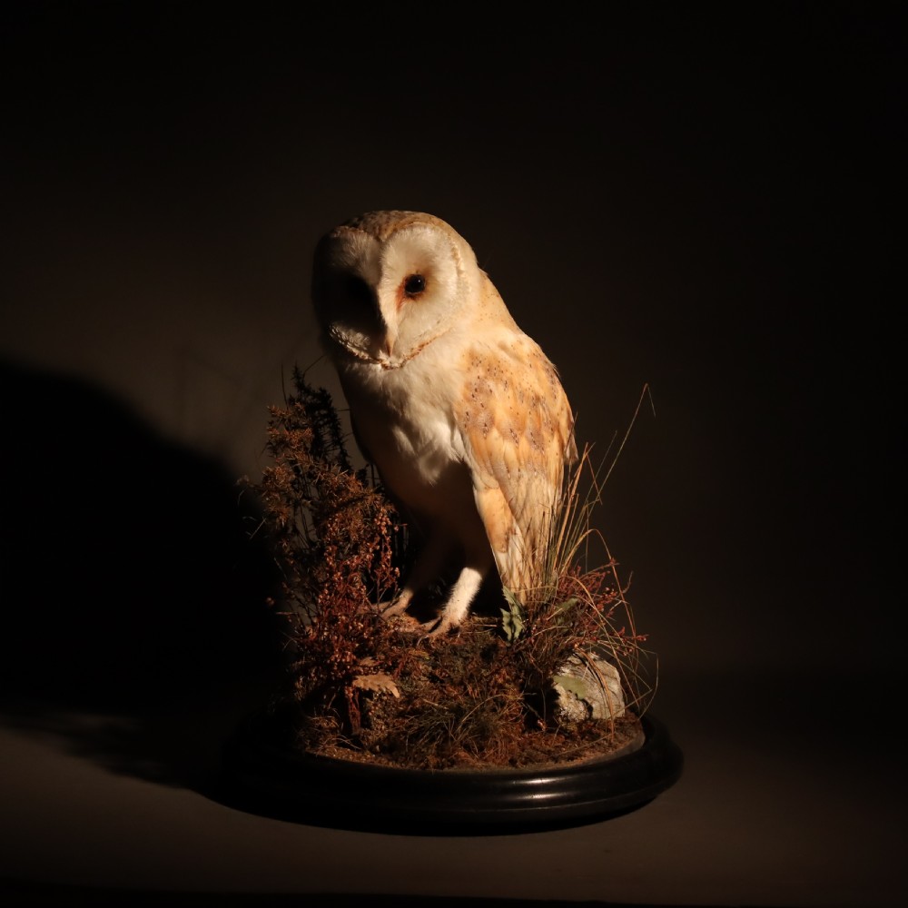 Taxidermy – Victorian stuffed Barn owl  View VI