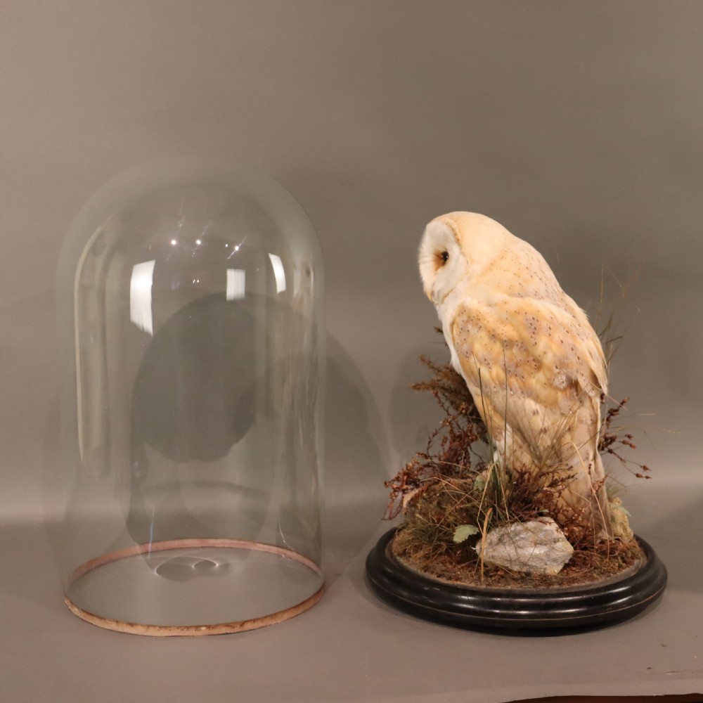 Taxidermy – Victorian stuffed Barn owl  View VII