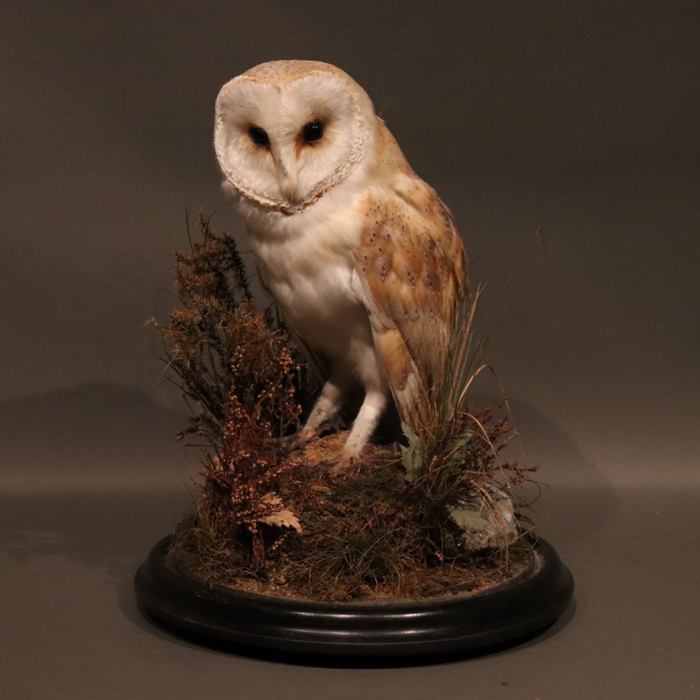 Taxidermy – Victorian stuffed Barn owl  View VIII