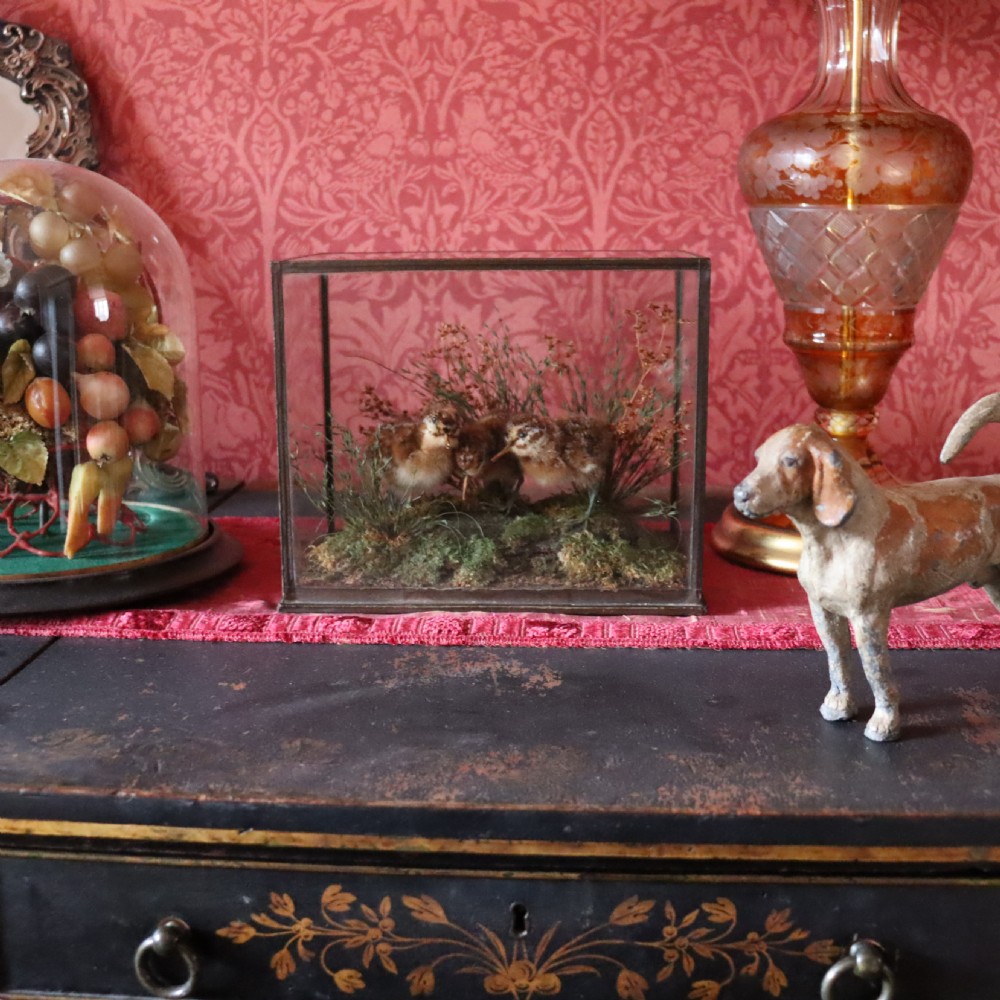 Taxidermy - Three Snipe chicks View IV