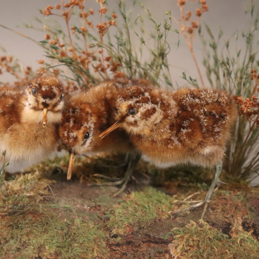 Taxidermy - Three Snipe chicks View III