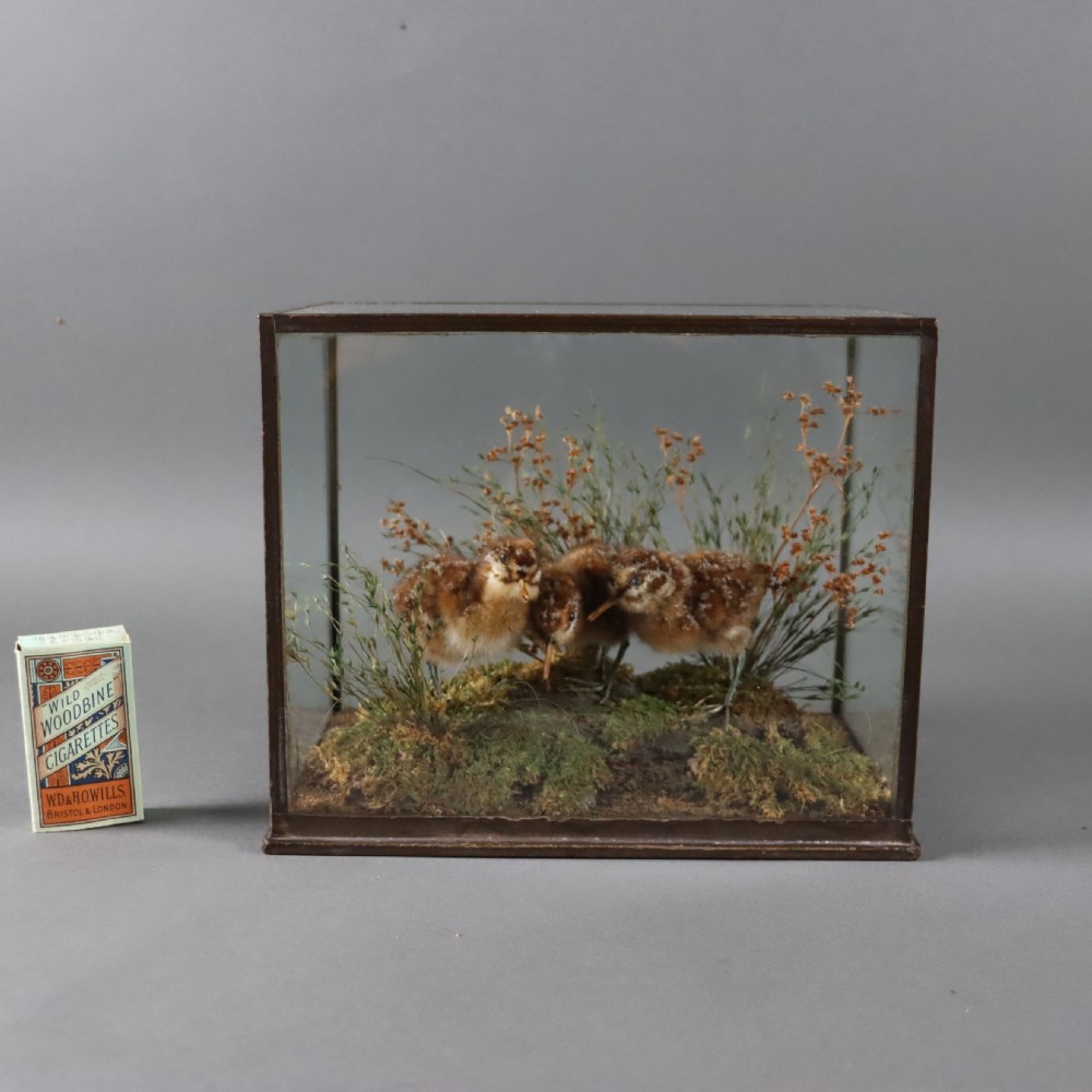 Taxidermy - Three Snipe chicks