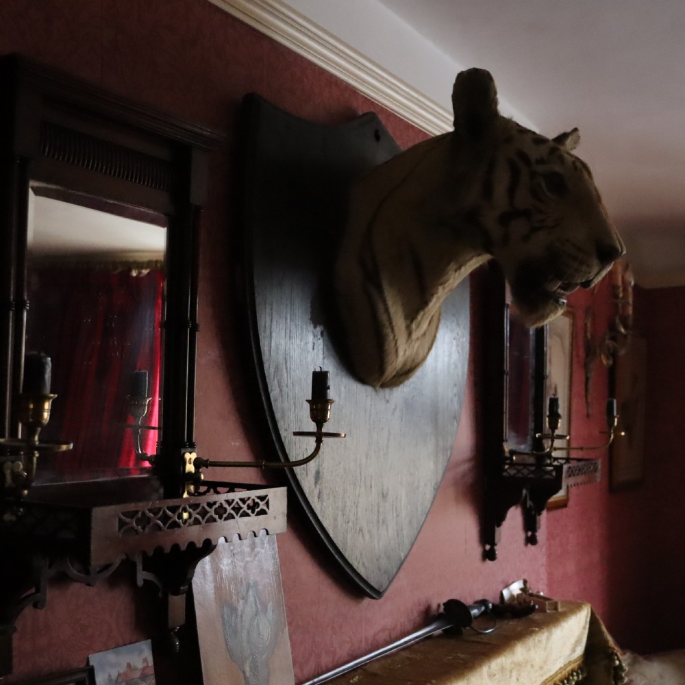 Taxidermy-Tiger by Van Ingen Mysore with provenance View II