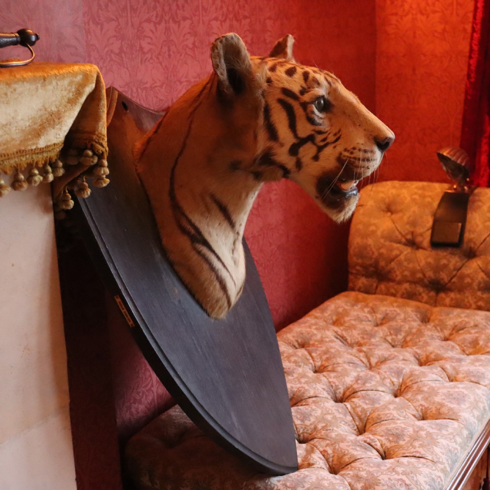 Taxidermy-Tiger by Van Ingen Mysore with provenance