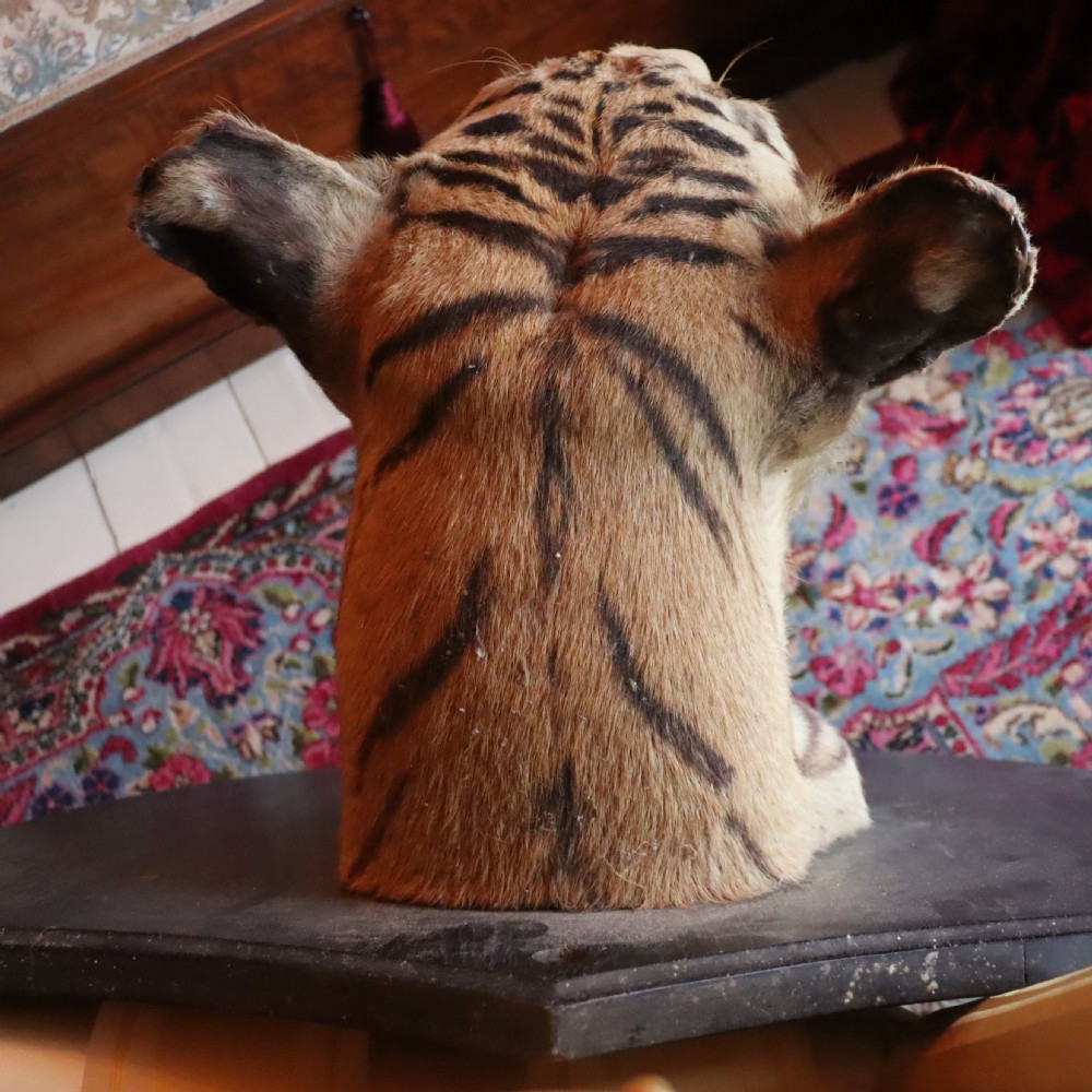 Taxidermy-Tiger by Van Ingen Mysore with provenance View VI