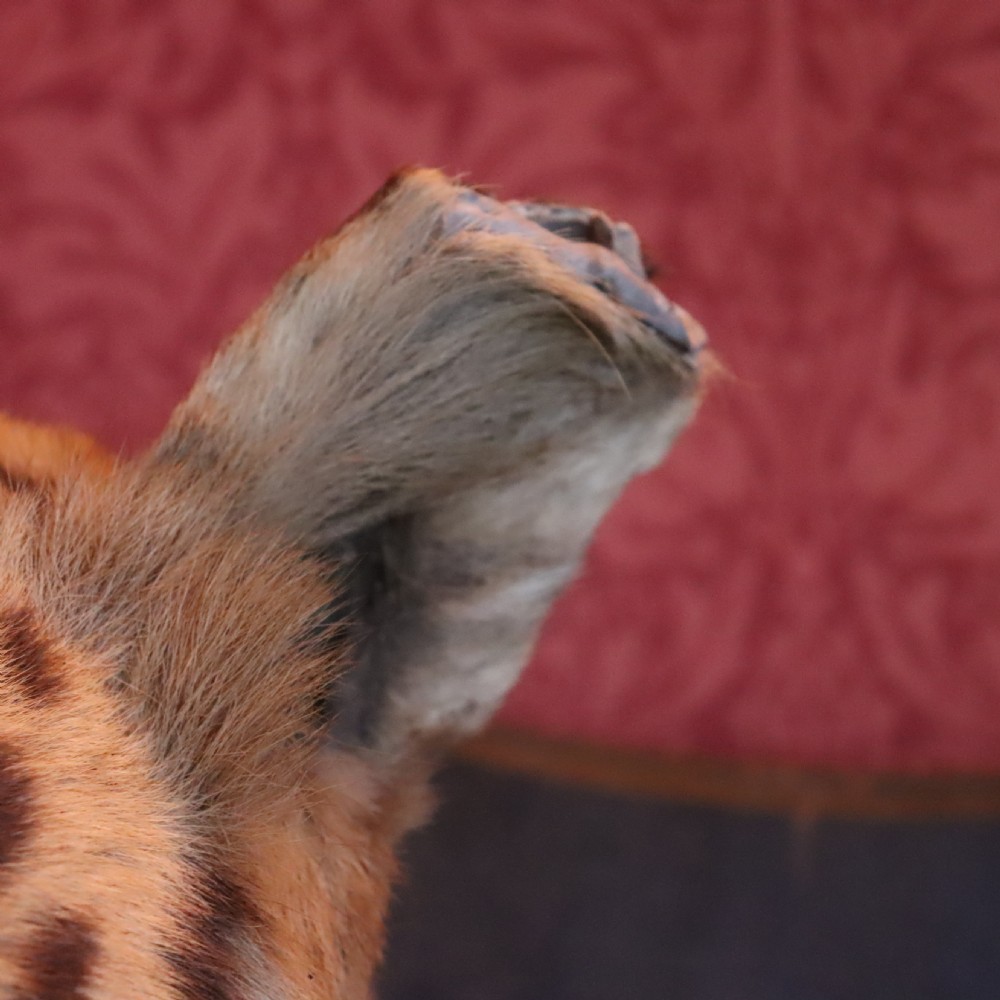 Taxidermy-Tiger by Van Ingen Mysore with provenance View VII
