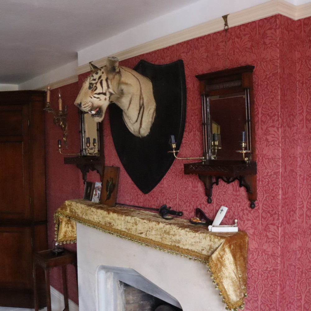 Taxidermy-Tiger by Van Ingen Mysore with provenance View IX