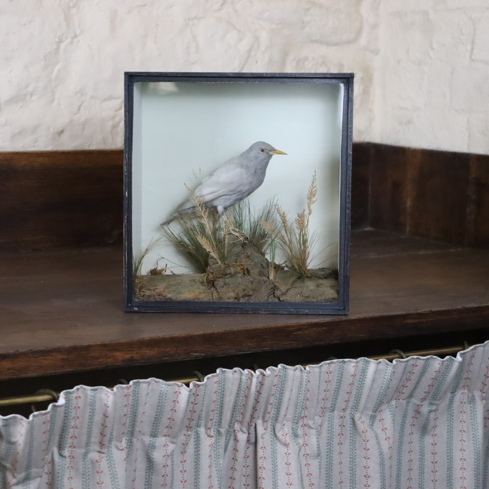 Taxidermy- Rare stuffed Grey Starling by H. N. Pashley
