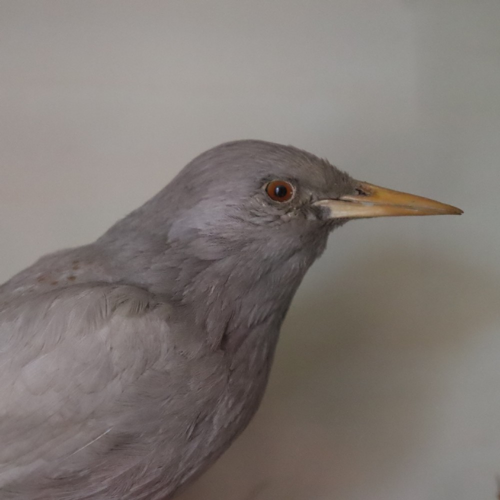 Taxidermy- Rare stuffed Grey Starling by H. N. Pashley View II