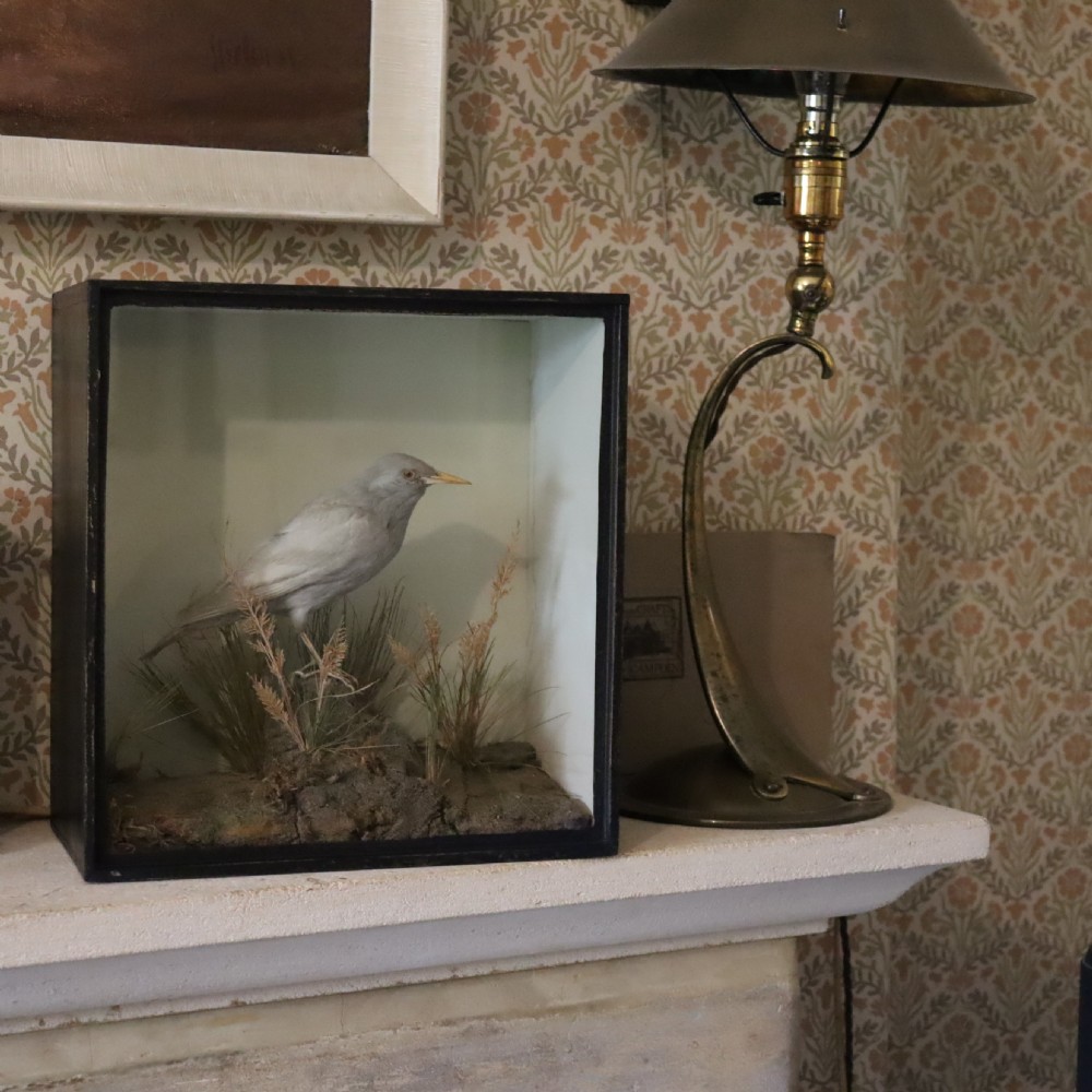 Taxidermy- Rare stuffed Grey Starling by H. N. Pashley View V