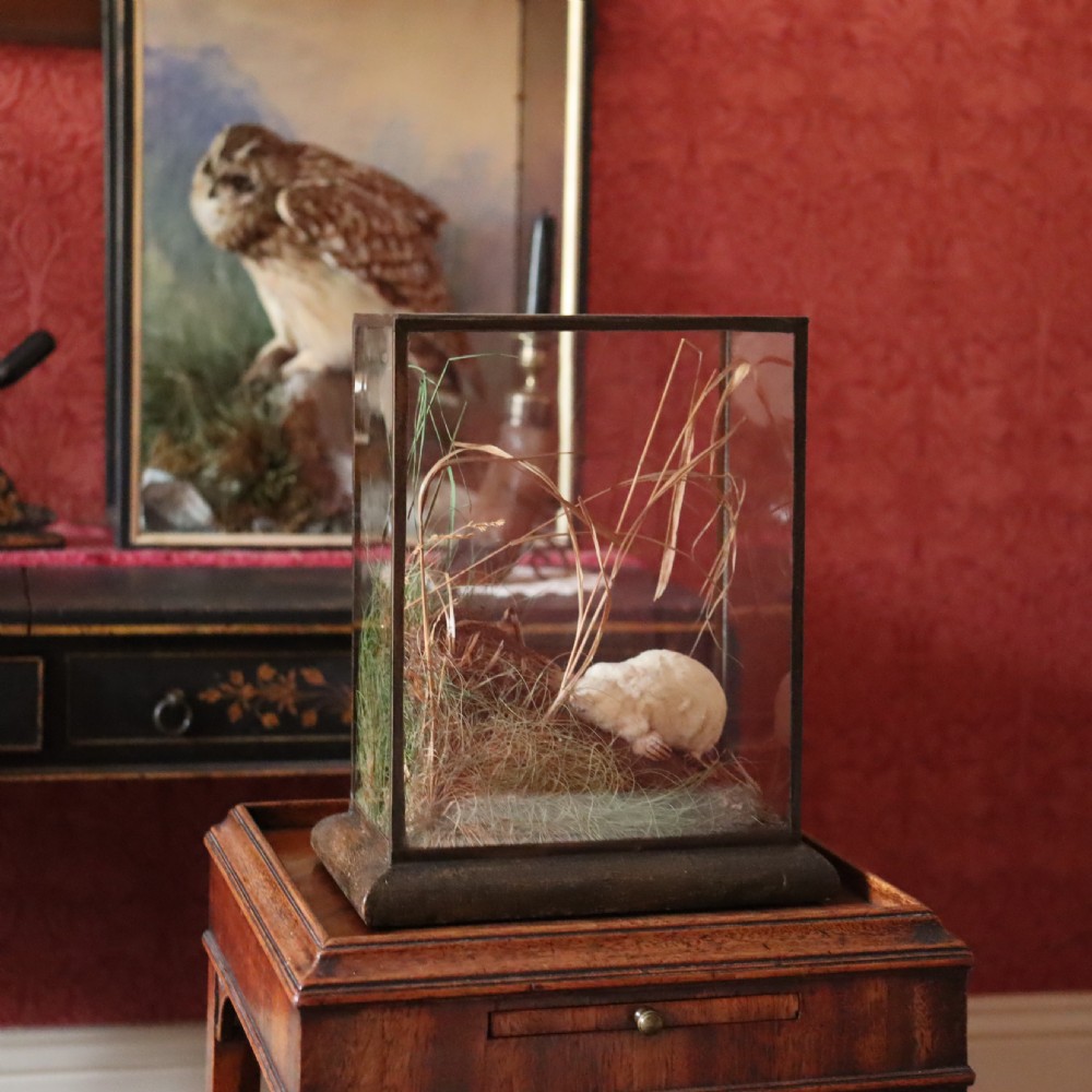 Taxidermy-Albino Mole by Rowland Ward of London View IV