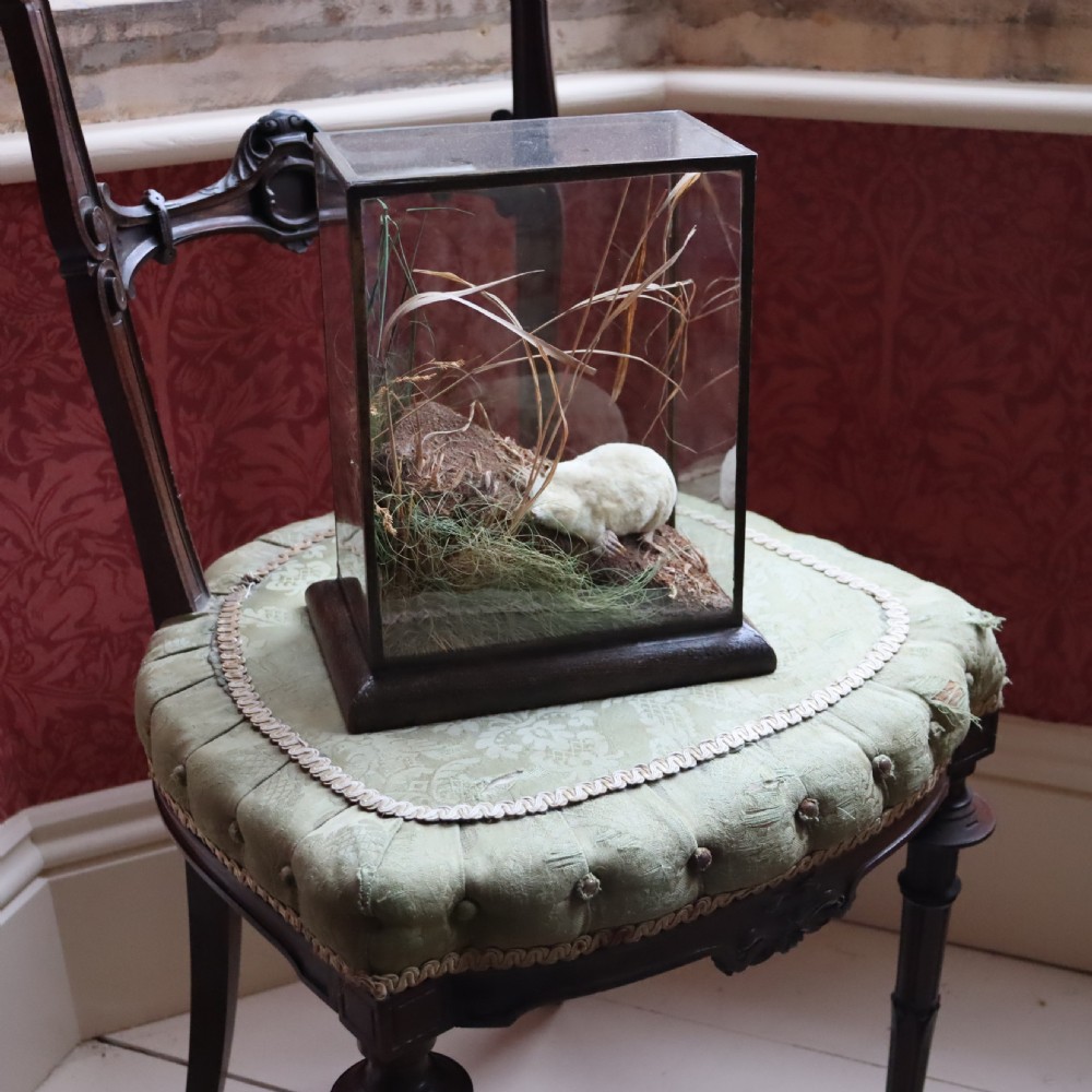 Taxidermy-Albino Mole by Rowland Ward of London View II