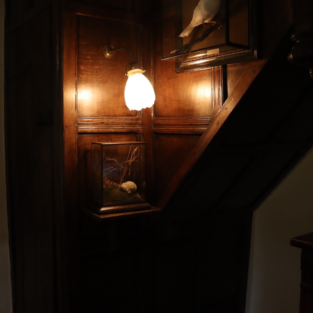 Taxidermy-Albino Mole by Rowland Ward of London View III