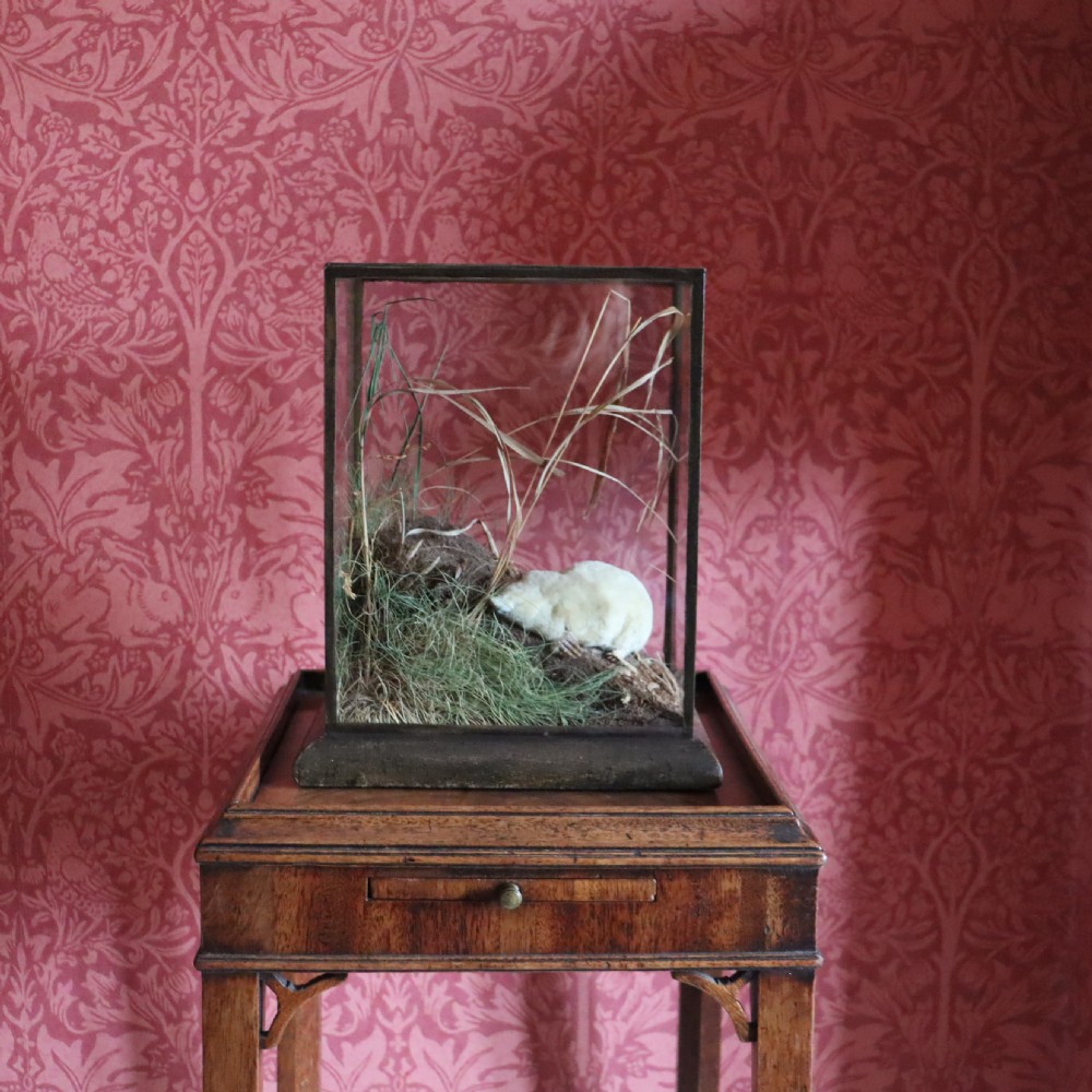 Taxidermy-Albino Mole by Rowland Ward of London