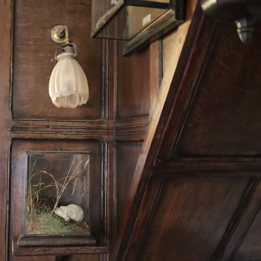 Taxidermy-Albino Mole by Rowland Ward of London View V