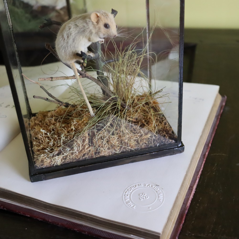 Victorian Taxidermy- Hazel Dormouse by Rowland Ward of London in typical all glass case View II