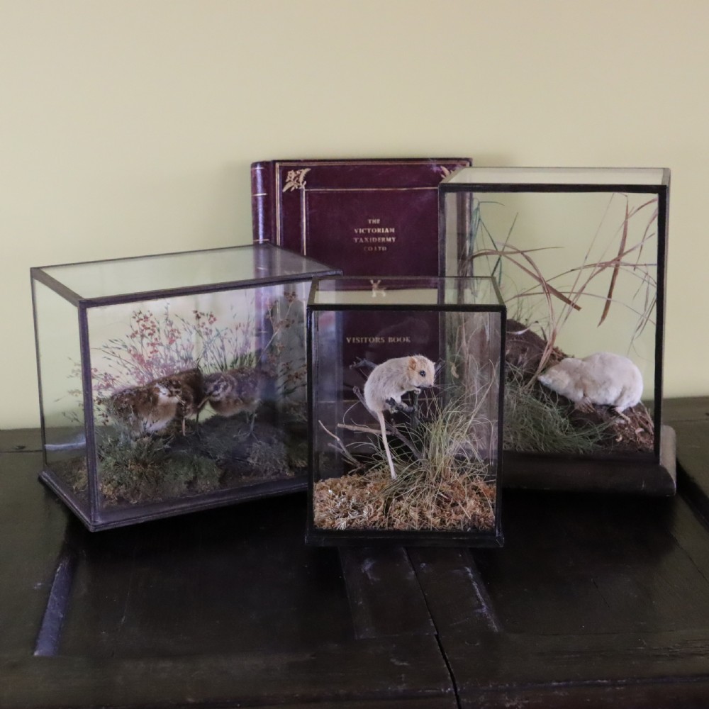 Victorian Taxidermy- Hazel Dormouse by Rowland Ward of London in typical all glass case View III