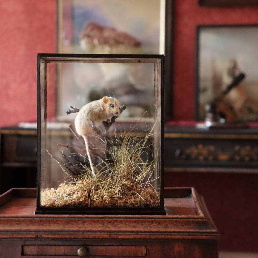 Victorian Taxidermy- Hazel Dormouse by Rowland Ward of London in typical all glass case View IV