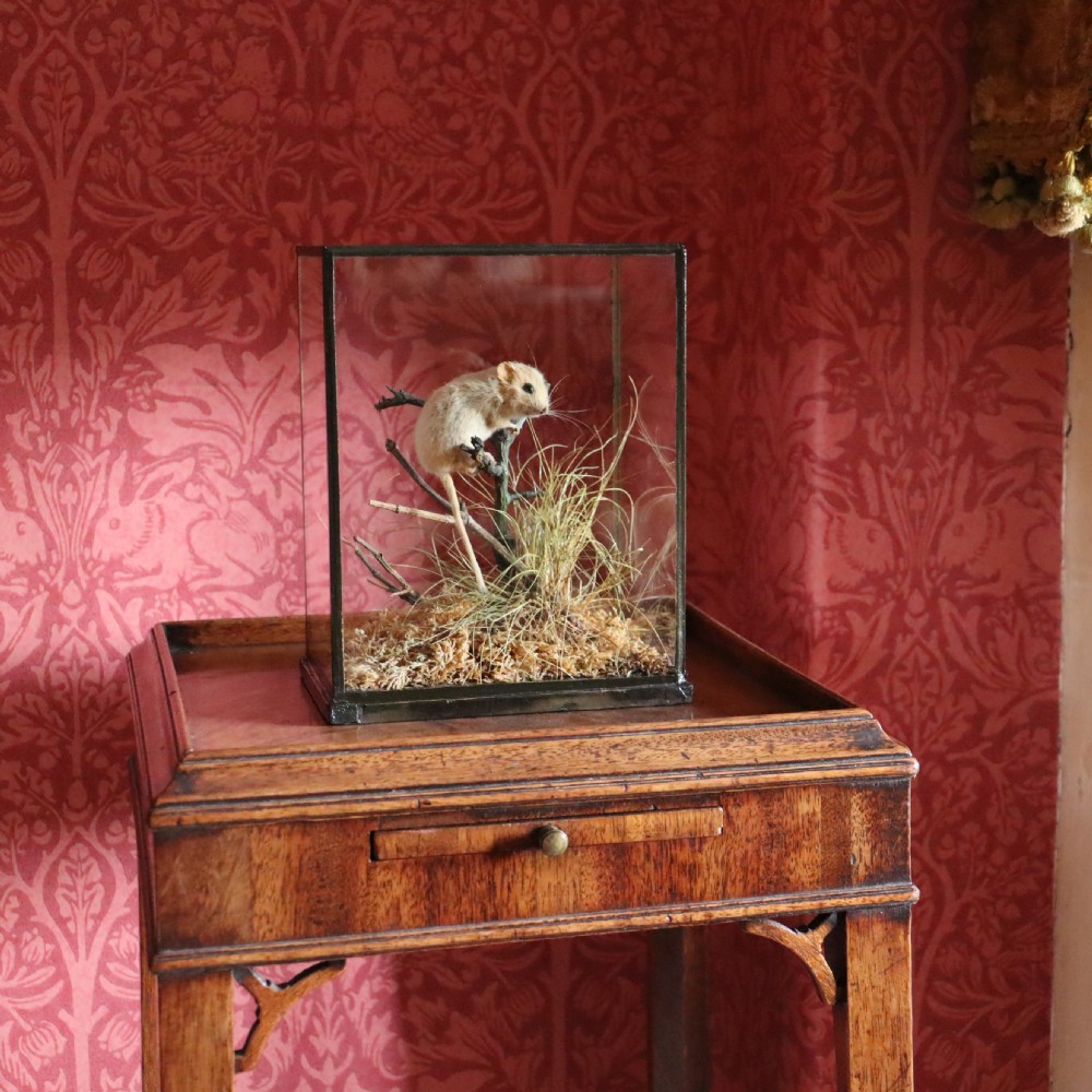 Victorian Taxidermy- Hazel Dormouse by Rowland Ward of London in typical all glass case
