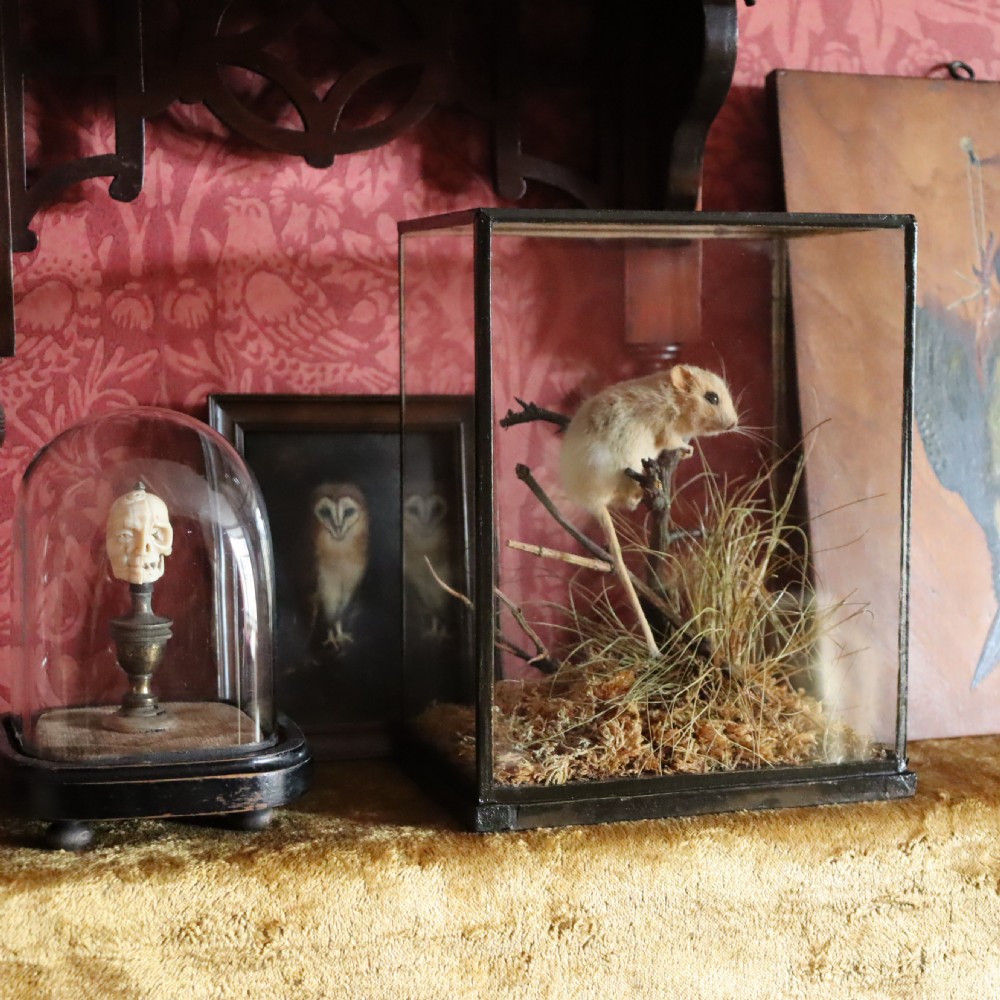 Victorian Taxidermy- Hazel Dormouse by Rowland Ward of London in typical all glass case View VI