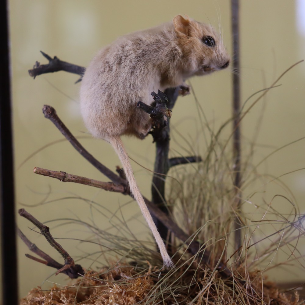 Victorian Taxidermy- Hazel Dormouse by Rowland Ward of London in typical all glass case View VII