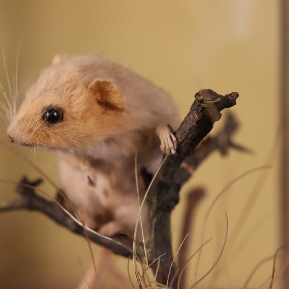 Victorian Taxidermy- Hazel Dormouse by Rowland Ward of London in typical all glass case View VIII